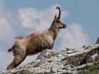 CAmoscio abruzzese, "Rupicapra pyrenaica ornata" con livrea in muta preestiva, fotografato sotto il Monte Petroso, PNA.