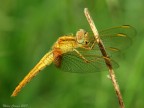 Libellula Libellula