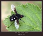 Ovvero Bombylella atra (female)

Mi girava intorno come Furia cavallo del West, non si posava mai, ma poi dopo vari improperi Click.