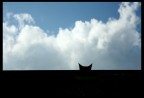 Un gattino sul tetto di un capanno.