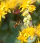 syrphus syrphus