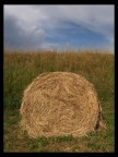 Covone di fieno... Covone di fieno...