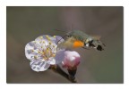 Macroglossum stellatarum Macroglossum stellatarum