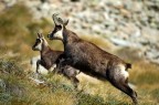 Mamma e piccolo in corsa Mamma e piccolo in corsa