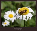 Piccolo cerambice che prende il sole su un bel fiore!