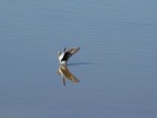 Il piccione nelle saline Il piccione nelle saline