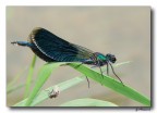 Libellula - fiume Sele Libellula - fiume Sele