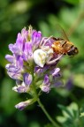 Pasto sull'erba medica Pasto sull'erba medica