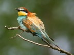 Il gruccione (Merops apiaster) Il gruccione (Merops apiaster)
