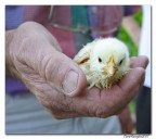 Il Gigante e.... il Piccolino Il Gigante e.... il Piccolino