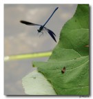 l'agguato dall'alto l'agguato dall'alto