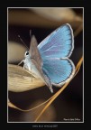 "Open Blue Wings@2007" "Open Blue Wings@2007"