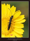 Taenyopterix nebulosa Taenyopterix nebulosa