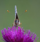 ripresa frontale di Mellicta athalia ripresa frontale di Mellicta athalia