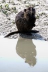 Nutria Nutria