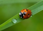 wet  ladybird wet  ladybird