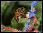 Ape su borragine Ape su borragine