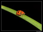 Coccinella 2 Coccinella 2