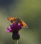 Controluce Controluce