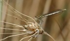 nel grano.... nel grano....