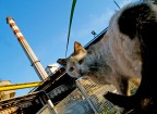 gatto metalmeccanico con contratto a progetto del porto di Piombino. 
L' ho chiamato Boiad.