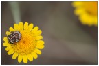 fiore fiore