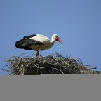 Cicogna Cicogna