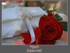 Una classica rosa... Una classica rosa...