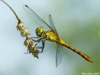 Libellula Libellula
