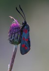 Zygaena filipendulae Zygaena filipendulae