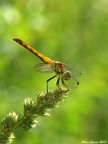 Libellulina al sole Libellulina al sole