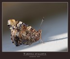 Vanessa atalanta......... quasi still life! Vanessa atalanta......... quasi still life!