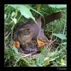 Maternità Maternità