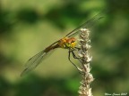 Libellula Libellula