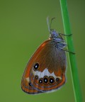 Coenonympha arcania Coenonympha arcania