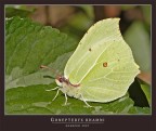 Bellissimo esemplare di farfalla fotografato nel mio giardino!