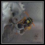 Ape al lavoro Ape al lavoro