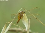 Libellula Libellula