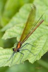 damigella rossa damigella rossa