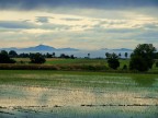 Alba tra il riso Alba tra il riso