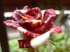 colori..di una rosa colori..di una rosa