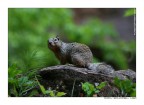 Gray Squirrel, Zion Park, USA Gray Squirrel, Zion Park, USA