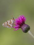 Melitaea cinxia Melitaea cinxia