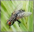 mosca di traverso... mosca di traverso...