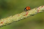 Coccinella Coccinella