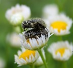 m'ama o non m'ama m'ama o non m'ama