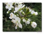 Un fazzoletto di natura Un fazzoletto di natura