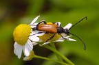 Oedemera adagiata Oedemera adagiata