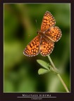 Finalmente anche io sono riuscito a fotografare questa bellissima farfalla, lo sfocato della foto questa volta mi soddisfa, sembra quasi un'immagine tridimensionale, che ne dite?