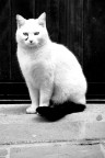 White cat cry White cat cry